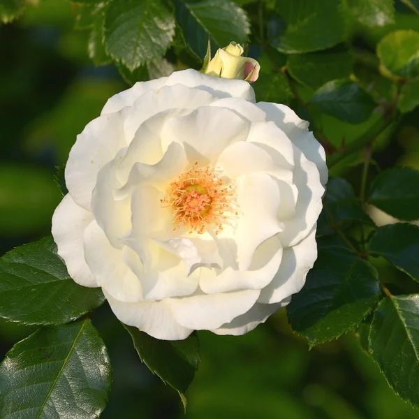 问鼎娱乐轮盘游戏